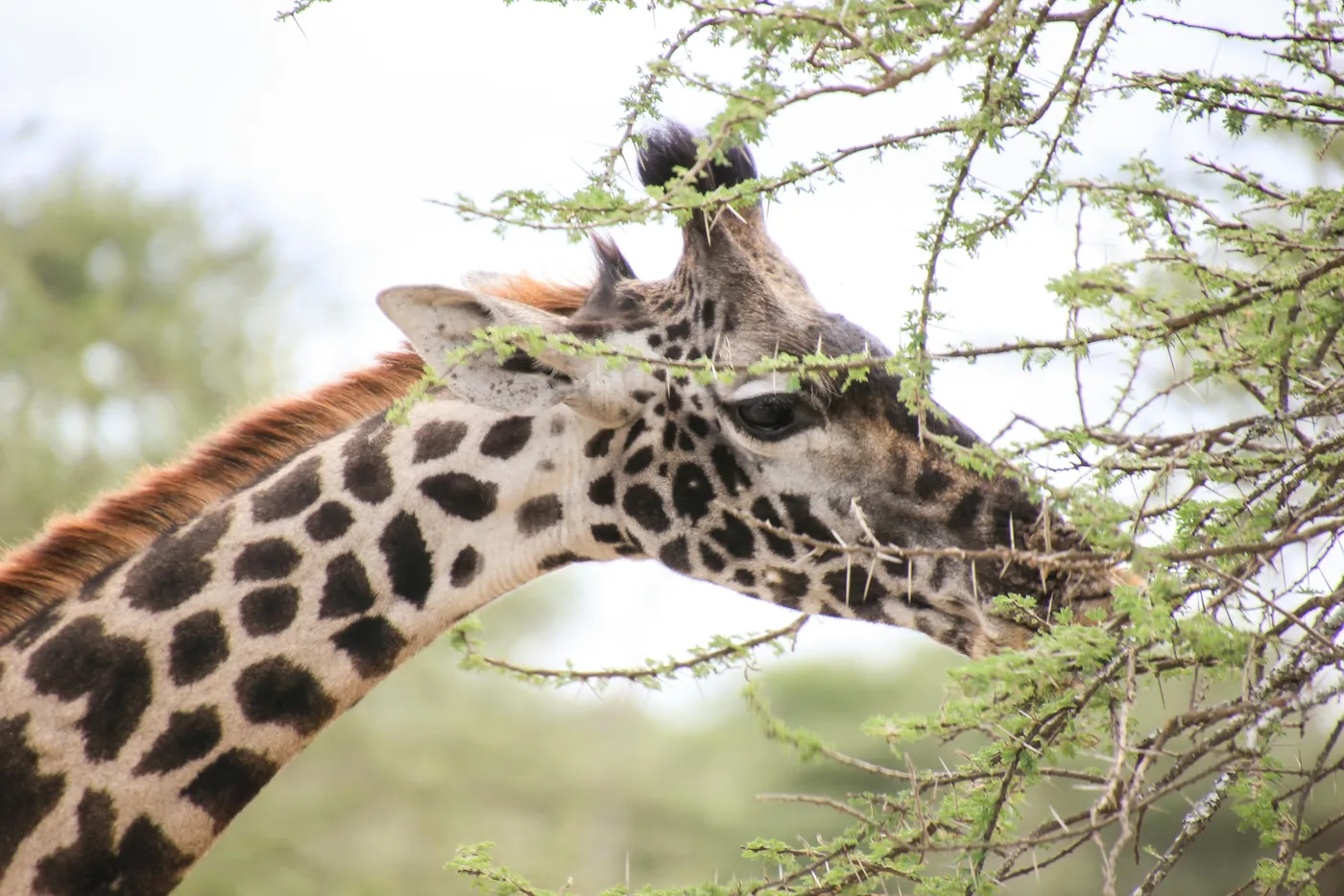 Ndutu plains and wildlife