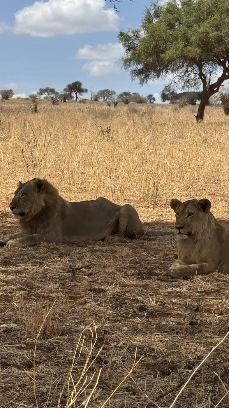 Lions resting in Tarangire National Park